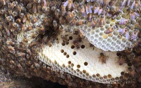 蜜蜂築巢原因 廣東物藥粉